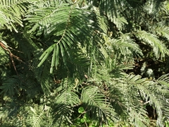Dasineura rubiformis