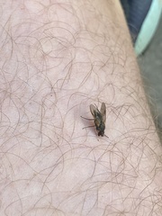 Symphoromyia