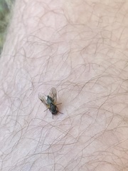 Symphoromyia