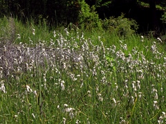 Eriophorum latifolium