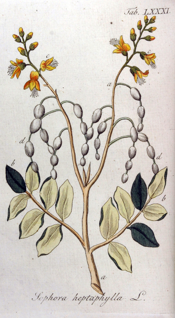 Dây cóc (Aganope heptaphylla)