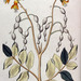 Aganope heptaphylla - Photo anonymous, sin restricciones conocidas de derechos (dominio público)