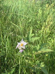 Solanum carolinense