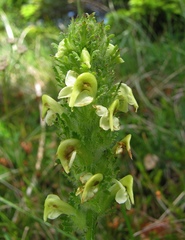 Pedicularis julica