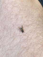Symphoromyia