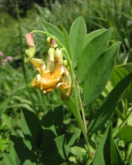 Lathyrus laevigatus laevigatus
