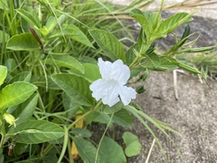 Ruellia tuberosa