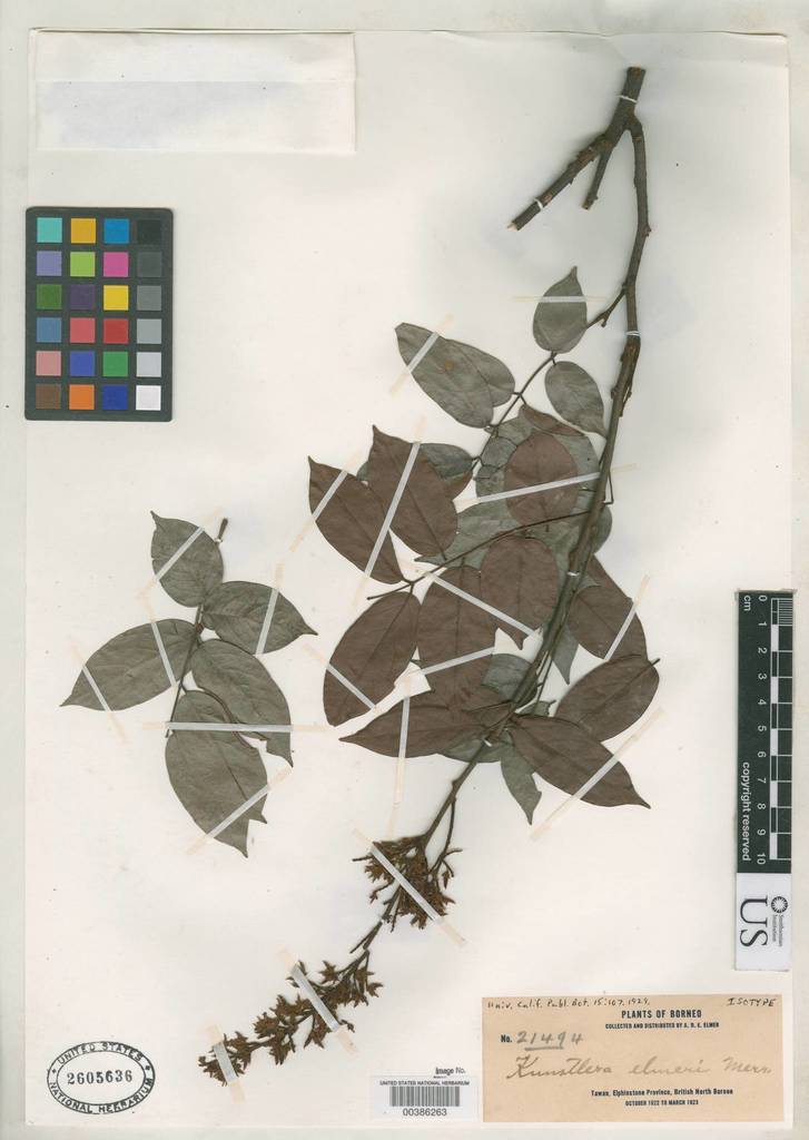 Kunstleria
