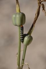 Chlanidophora patagiata