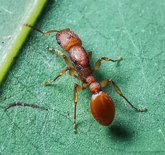 Paratopula
