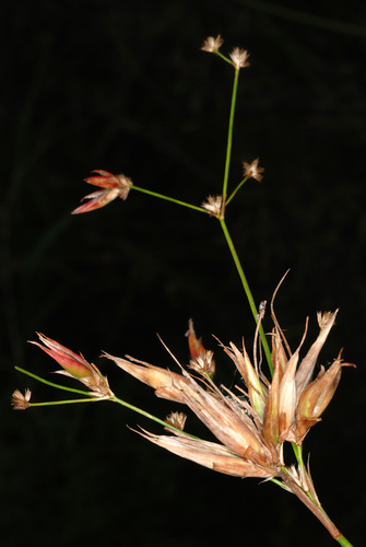 Juncus acuminatus