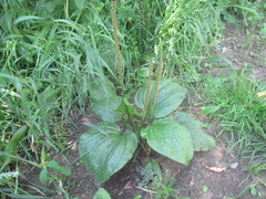 Plantago major