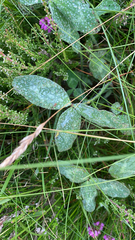 Trifolium medium