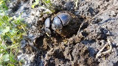 Scarabaeus cicatricosus