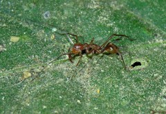 Myrmecium