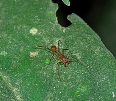 Myrmecium