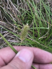 Carex cherokeensis