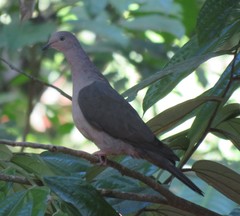 Patagioenas plumbea