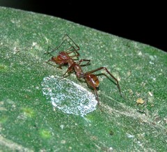 Myrmecium