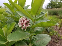 Asclepias syriaca