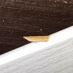 Mesophleps adustipennis