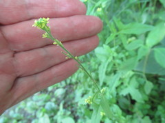 Sisymbrium officinale