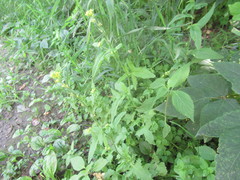 Sisymbrium officinale