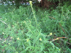 Sisymbrium officinale