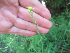 Sisymbrium officinale