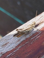 Chorthippus brunneus