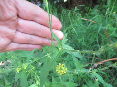 Sisymbrium officinale