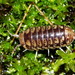 Little Pill Woodlouse - Photo (c) 吳政翰, some rights reserved (CC BY-NC-ND), uploaded by 吳政翰