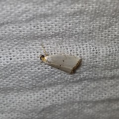 Argyria gonogramma