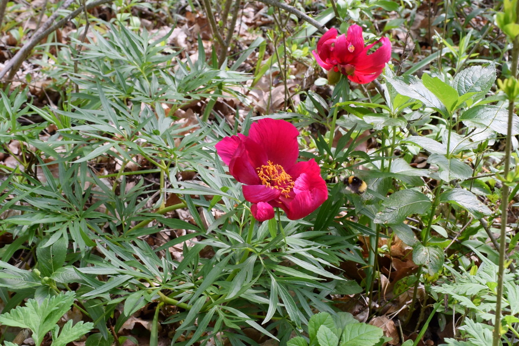 Paeonia × saundersii