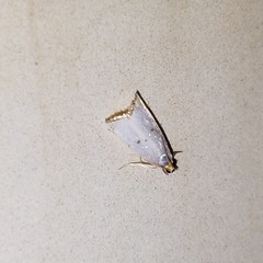 Argyria gonogramma