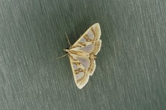 Glyphodes duplicalis