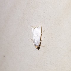 Argyria gonogramma