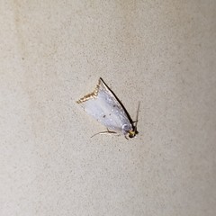 Argyria gonogramma