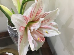 Hippeastrum