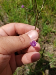 Lactuca graminifolia