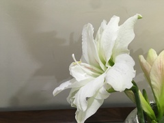 Hippeastrum