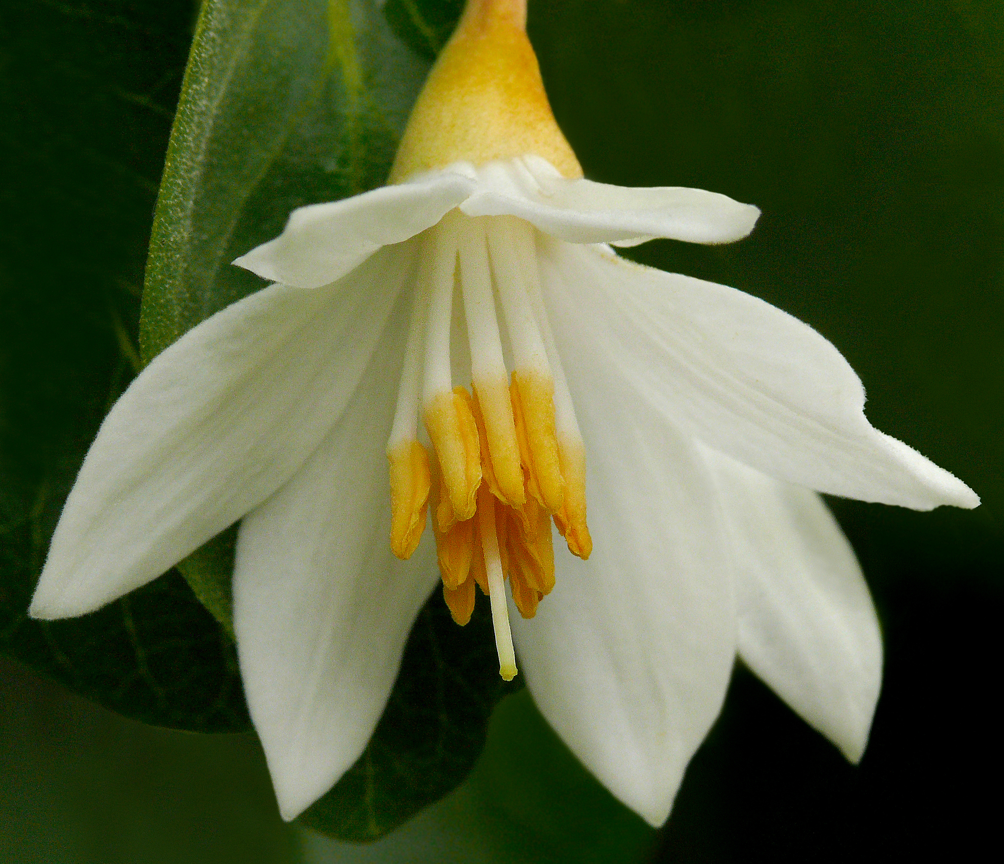 Styrax benzoin  iNaturalist