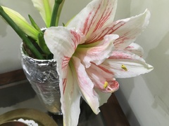 Hippeastrum
