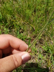 Lactuca graminifolia