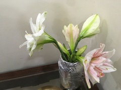 Hippeastrum