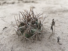 Sclerocactus cloverae