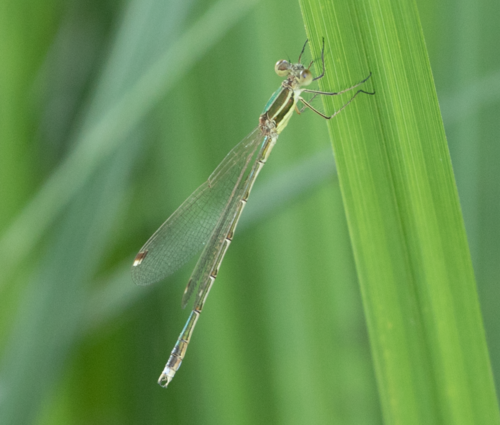 Migrant Spreadwing photo 3
