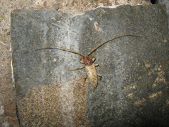 Enaphalodes rufulus