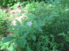 Geranium sibiricum