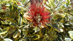Metrosideros excelsa